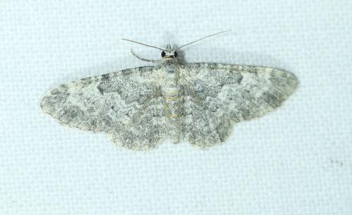 Réf. 265 939 : Eupithecia impurata